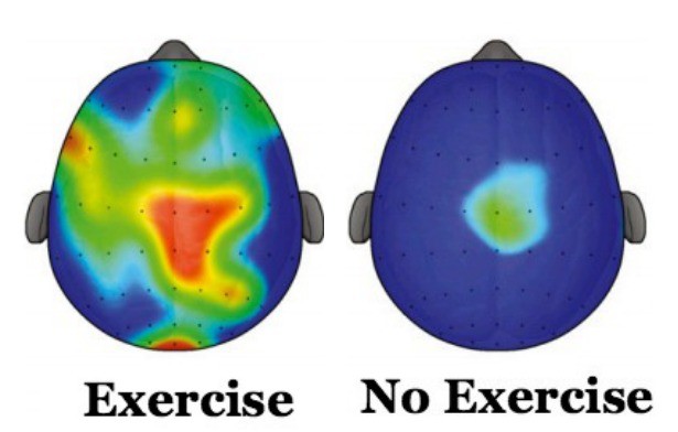 Human brain while doing exercise