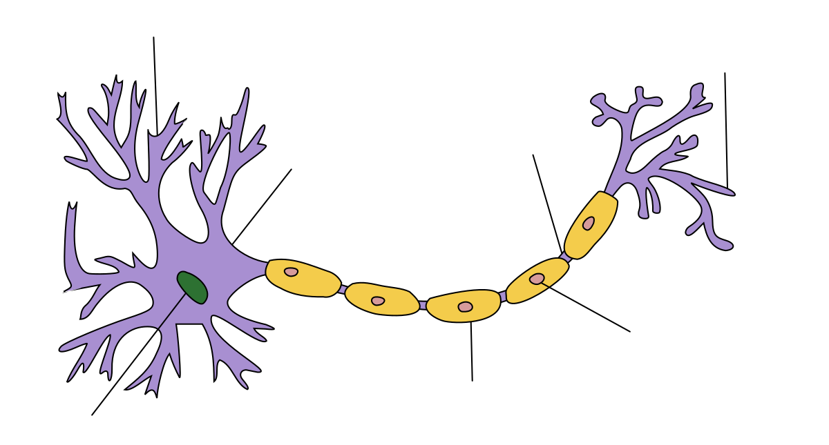 It grows dendrites